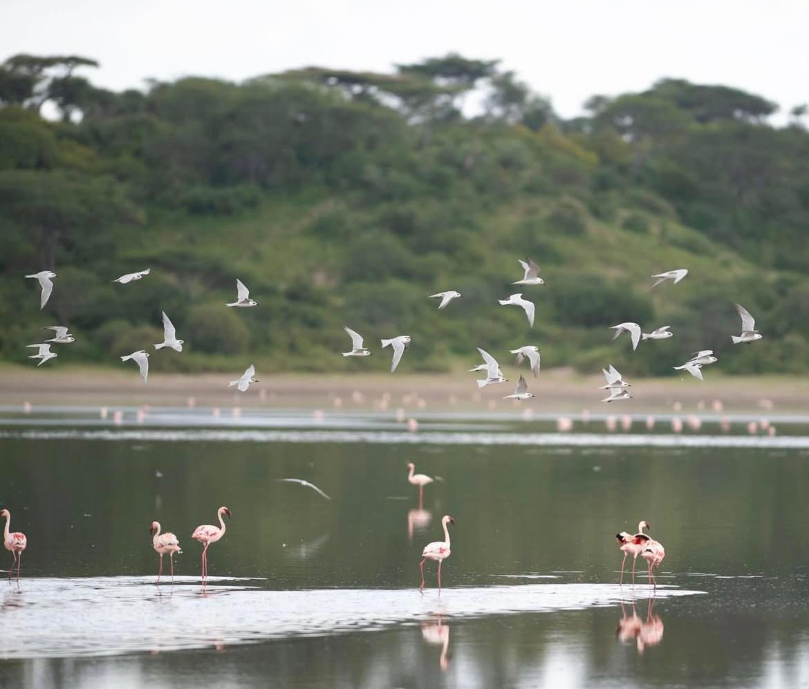Birds in Manyara